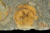 Starfish (Petraster?) & Edrioasteroid (Spinadiscus)- Ordovician #100080-2